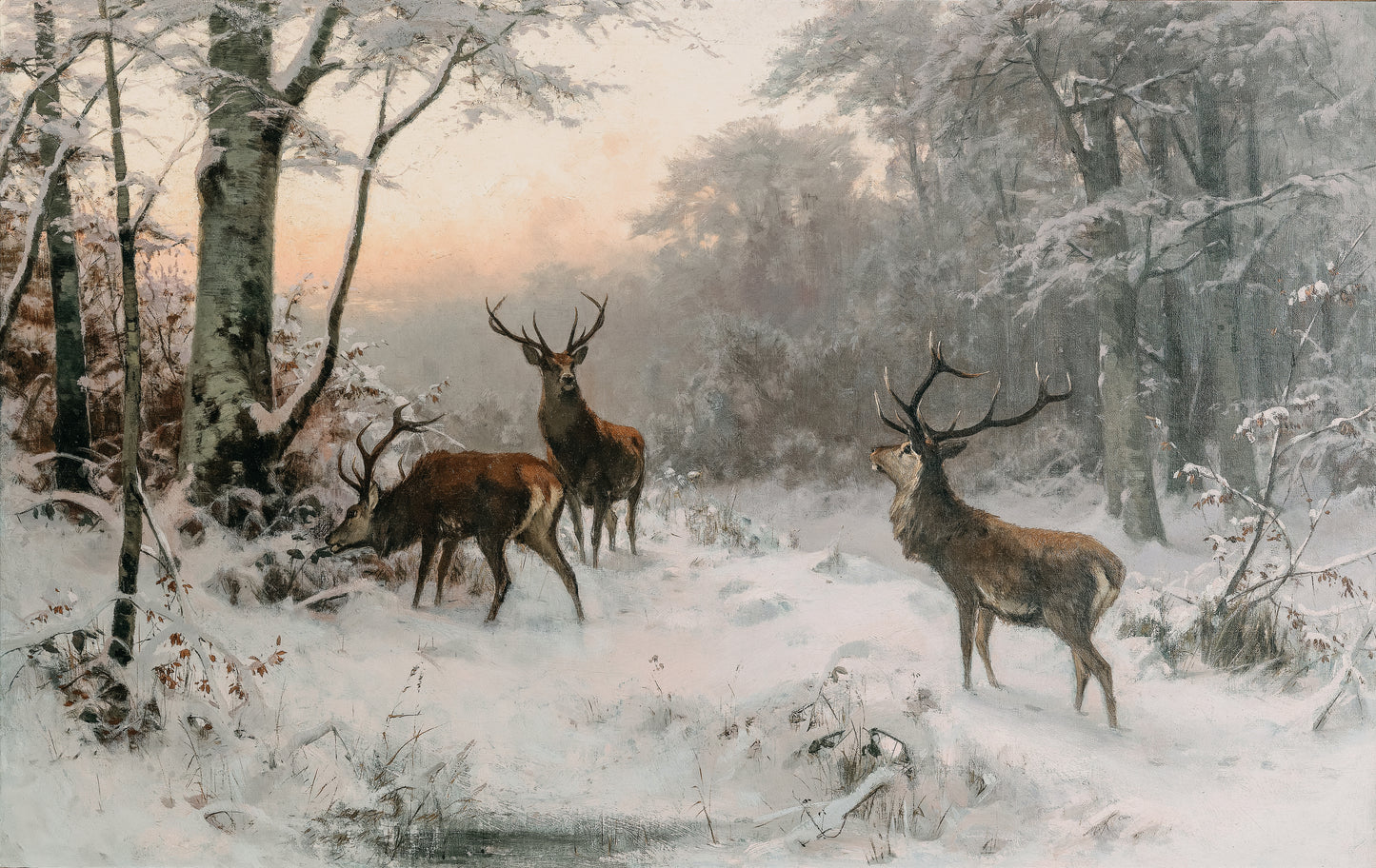 Deer In Snow