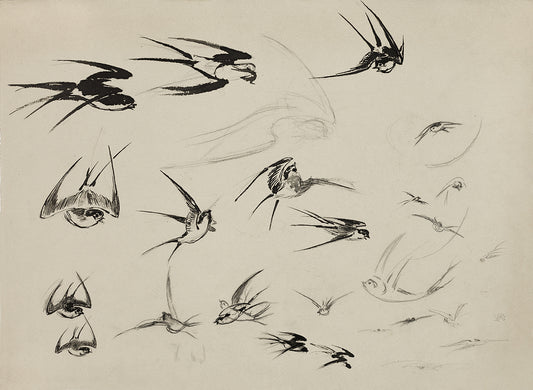 Swallows