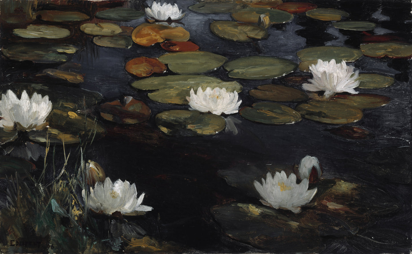 Water Lilies